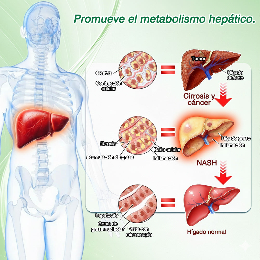 🌶️Conforme a la normativa aplicable en España y en la Unión Europea 🎉|  GFOUK® Moringa · Berberina × NAD+ Parche Avanzado de Nanomicroagujas 10 en 1 |  Respaldado por la ciencia | Fórmula 10 en 1 |  Resultados visibles en 7 días ✅