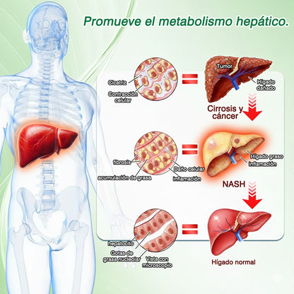 🌶️Conforme a la normativa aplicable en España y en la Unión Europea 🎉|  GFOUK® Moringa · Berberina × NAD+ Parche Avanzado de Nanomicroagujas 10 en 1 |  Respaldado por la ciencia | Fórmula 10 en 1 |  Resultados visibles en 7 días ✅